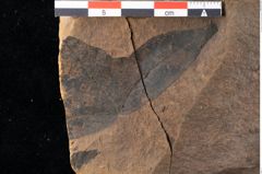 Foto (Detailansicht) von Xylomites liquidambaris Ettingshausen (NHMW-GEO-2024-0188-0054)
